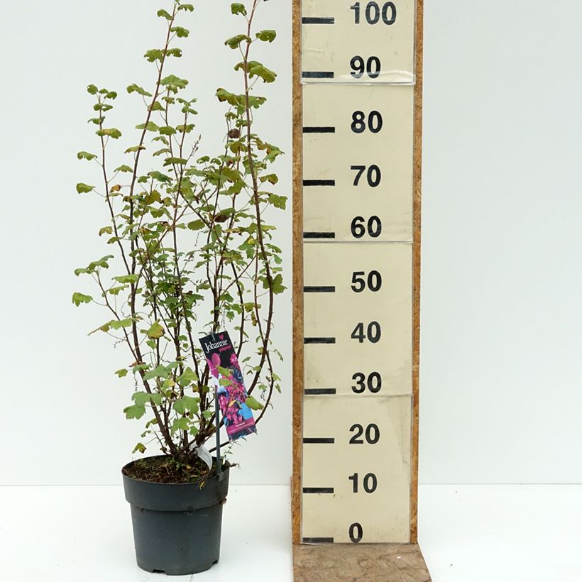Exemplar von Blut-Johannisbeere Johannie PinkPomp - Ribes sanguineum Topf mit 4L/5L wie im Sommer geliefert