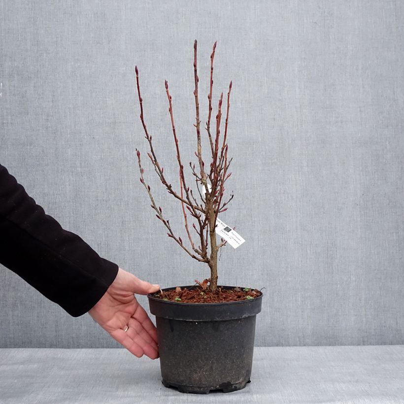 Example of Blut-Johannisbeere Koja - Ribes sanguineum Topf mit 3L/4L as you get in hiver