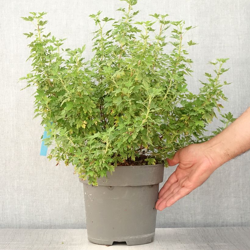 Example of Blut-Johannisbeere Oregon Snowflake - Ribes sanguineum Topf mit 3L/4L as you get in ete
