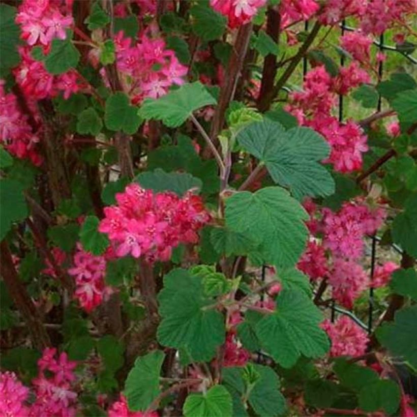 Blut-Johannisbeere Red Bross - Ribes sanguineum (Foliage)