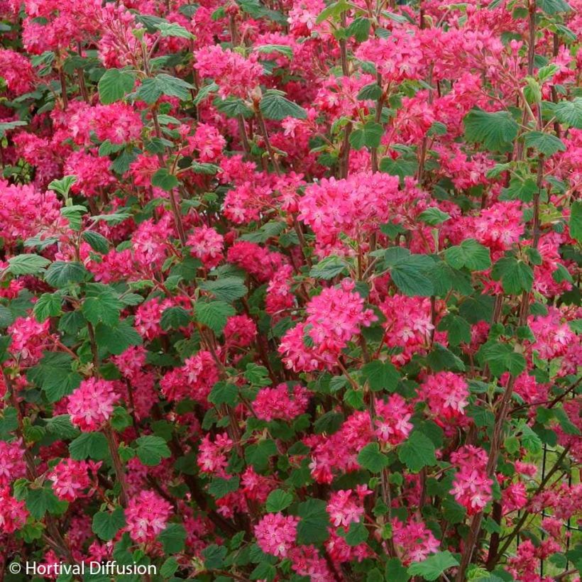 Blut-Johannisbeere Red Bross - Ribes sanguineum (Flowering)