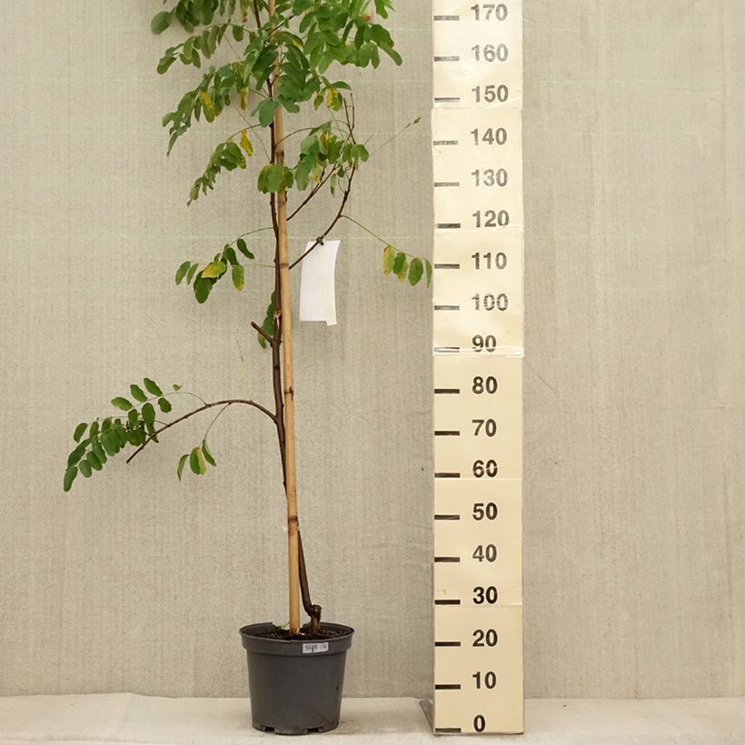 Example of Robinia margaretta Georgia da Torino - Scheinakazie Topf mit 7,5L/10L as you get in automne