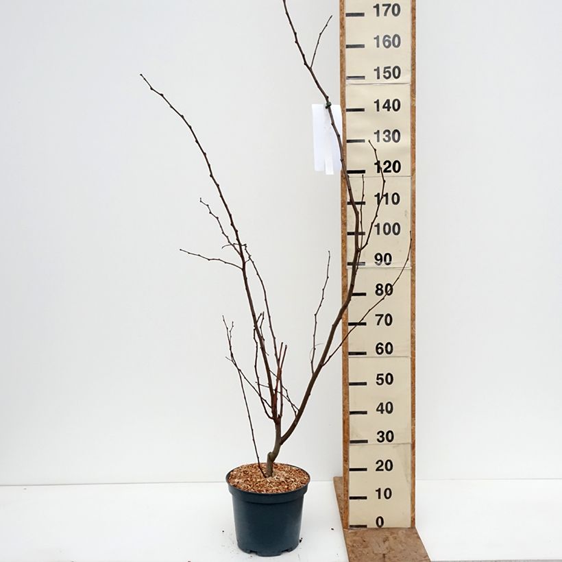 Exemplar von Robinia margaretta Georgia da Torino - Scheinakazie Topf mit 7,5L/10L wie im Winter geliefert