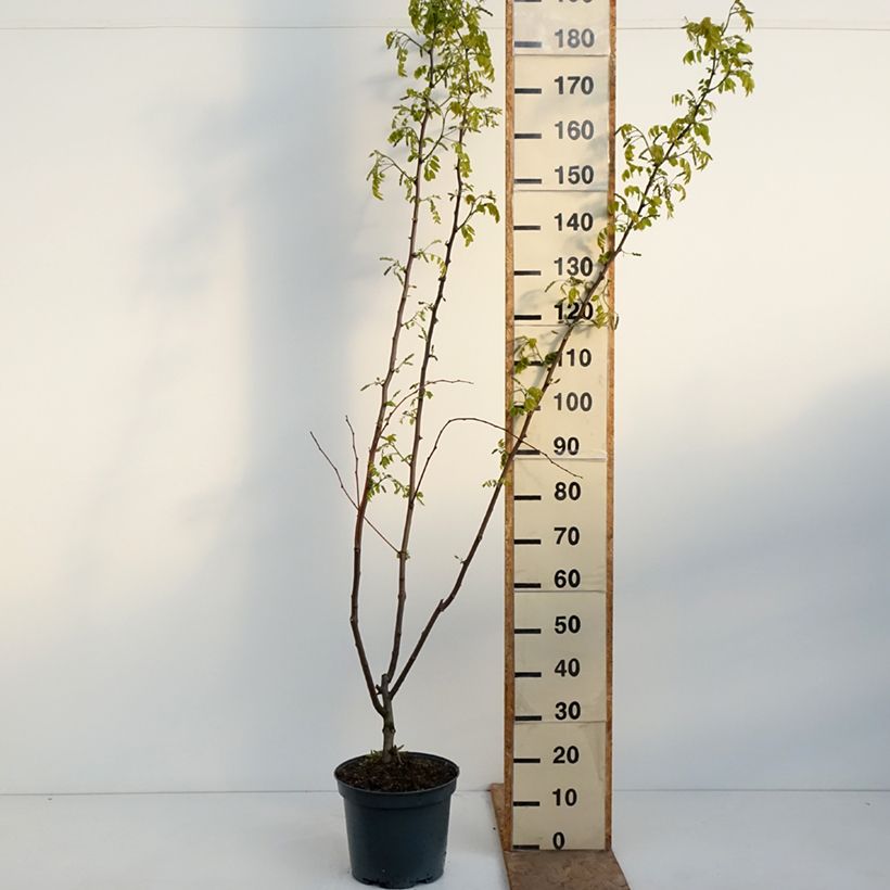 Exemplar von Robinia margaretta Georgia da Torino - Scheinakazie Topf mit 7,5L/10L wie im Frühjahr geliefert