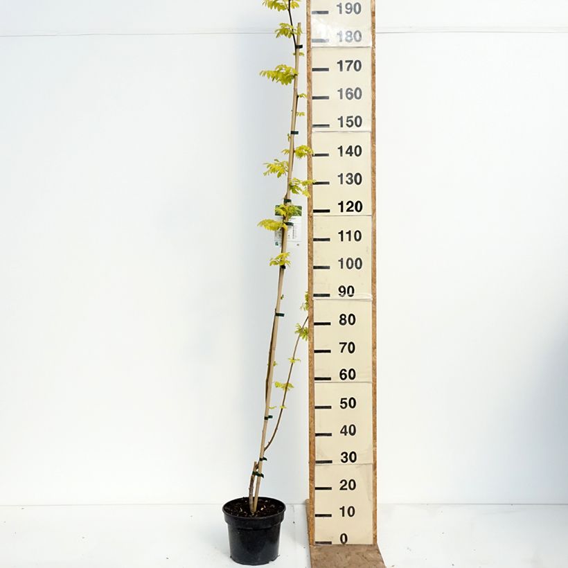Exemplar von Robinia pseudoacacia Altdorf - Gewöhnliche Robinie Topf mit 4L/5L wie im Frühjahr geliefert