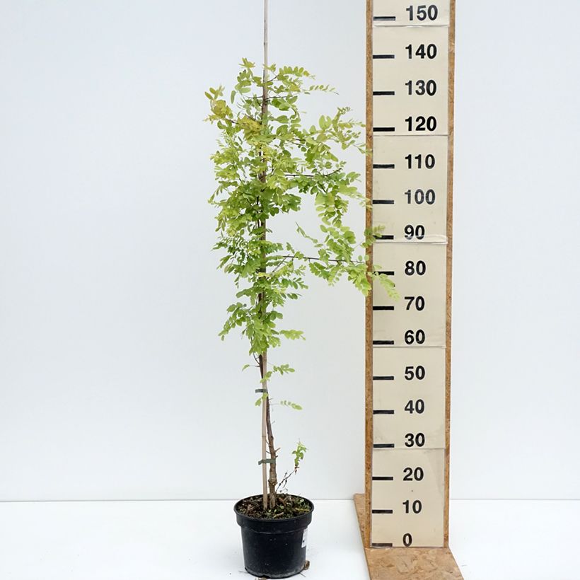 Example of Robinia pseudoacacia Coluteoides - Gewöhnliche Robinie Topf mit 4L/5L as you get in ete