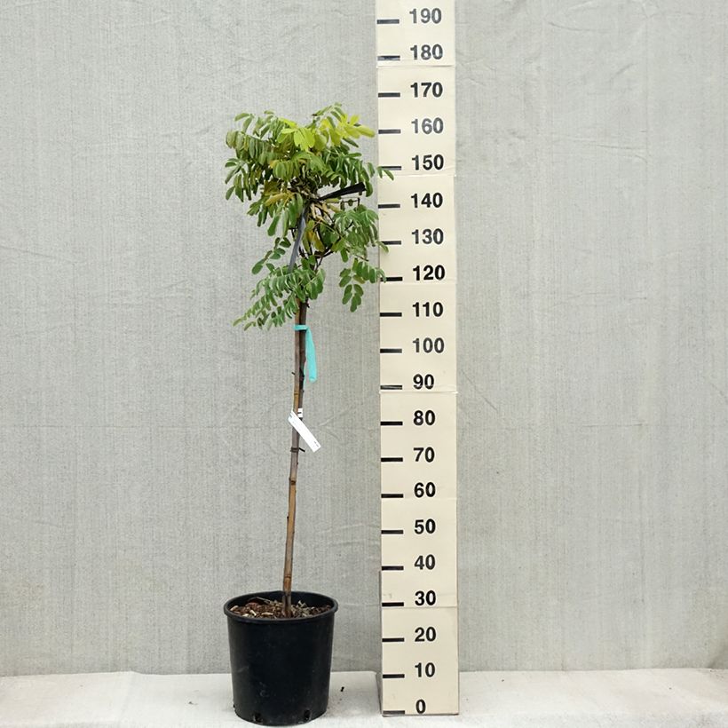 Example of Robinia pseudoacacia Frisia - Gewöhnliche Robinie Topf mit 12L/15L as you get in automne