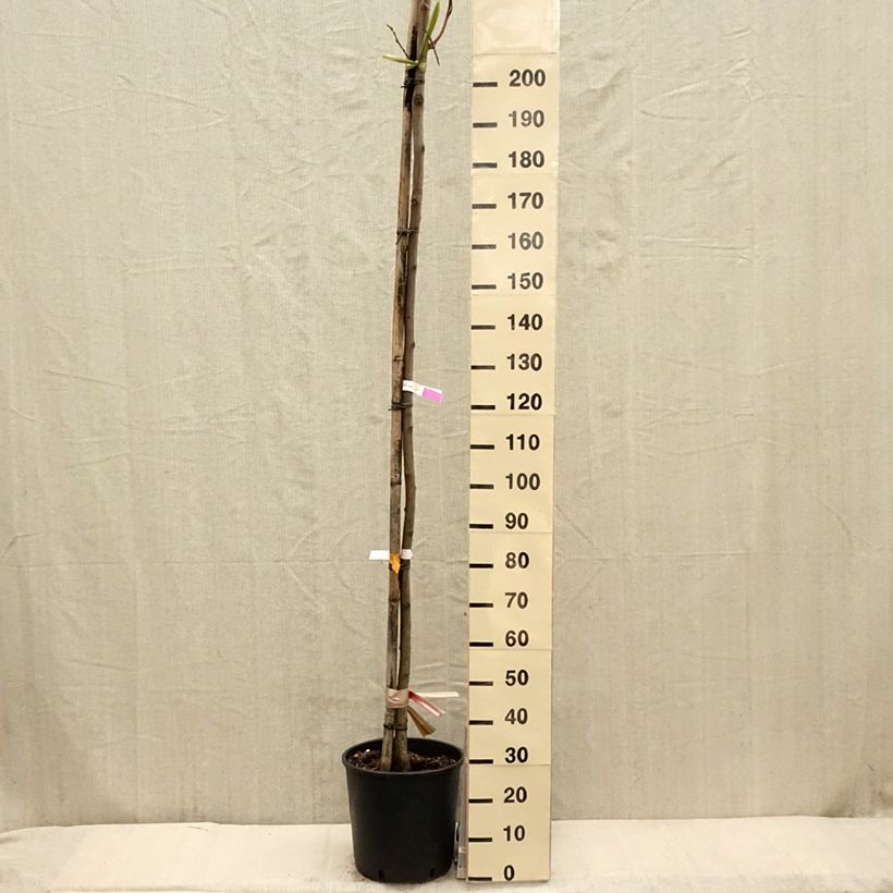 Exemplar von Robinia pseudoacacia Frisia - Gewöhnliche Robinie Topf mit 12L/15L, Stämmchen wie im Frühjahr geliefert