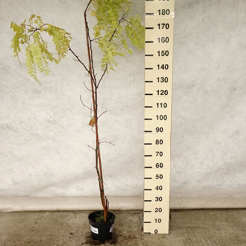 Example of Robinia pseudoacacia Frisia - Gewöhnliche Robinie Topf mit 4L/5L as you get in ete