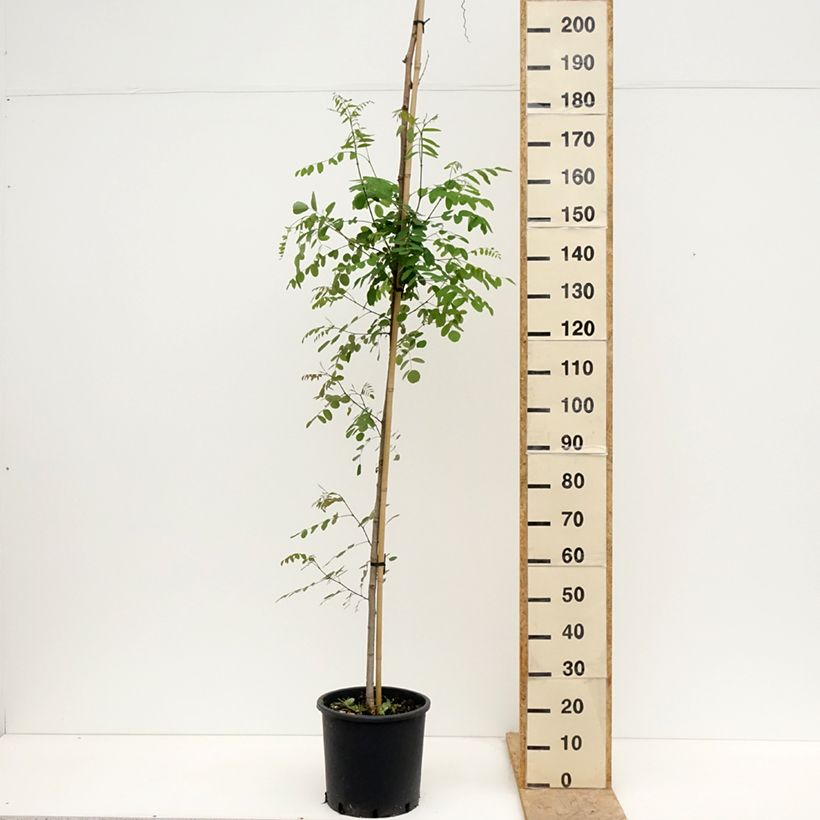 Exemplar von Robinia pseudoacacia Twisty Baby Lace Lady - Gewöhnliche Robinie Topf mit 7,5L/10L wie im Frühjahr geliefert