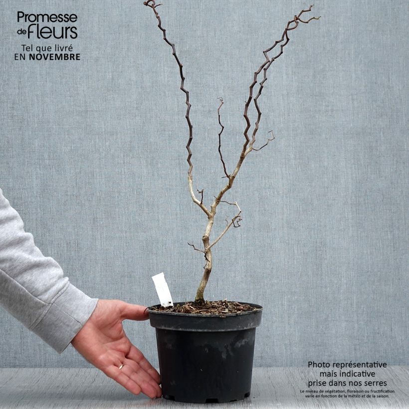 Example of Robinia pseudoacacia Twisty Baby Lace Lady - Gewöhnliche Robinie Topf mit 3L/4L as you get in automne