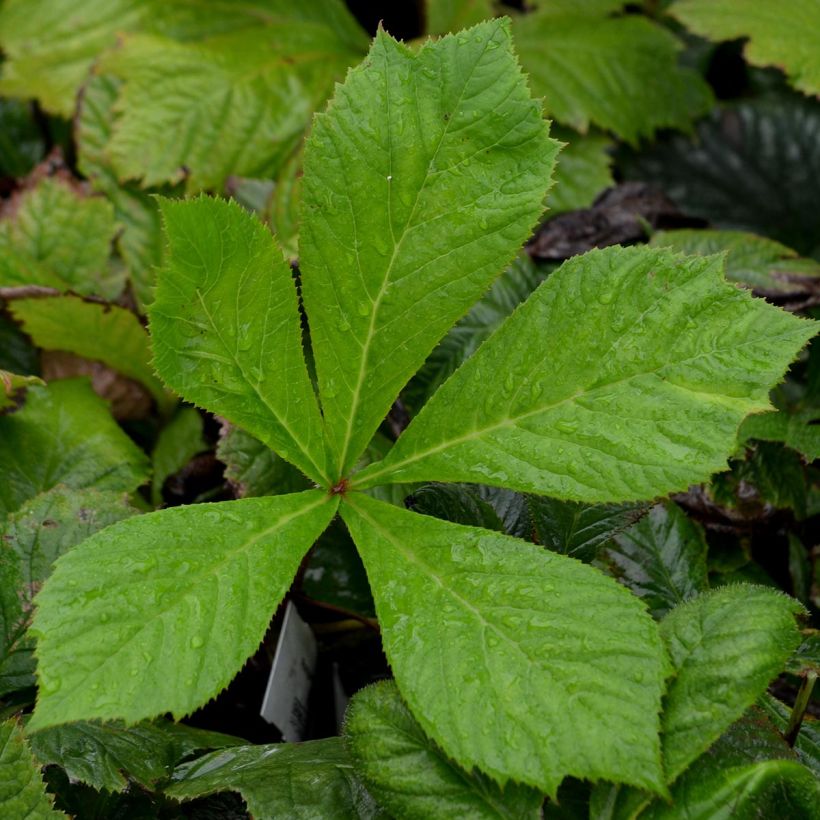 Rodgersia aesculifolia - Schaublatt (Foliage)