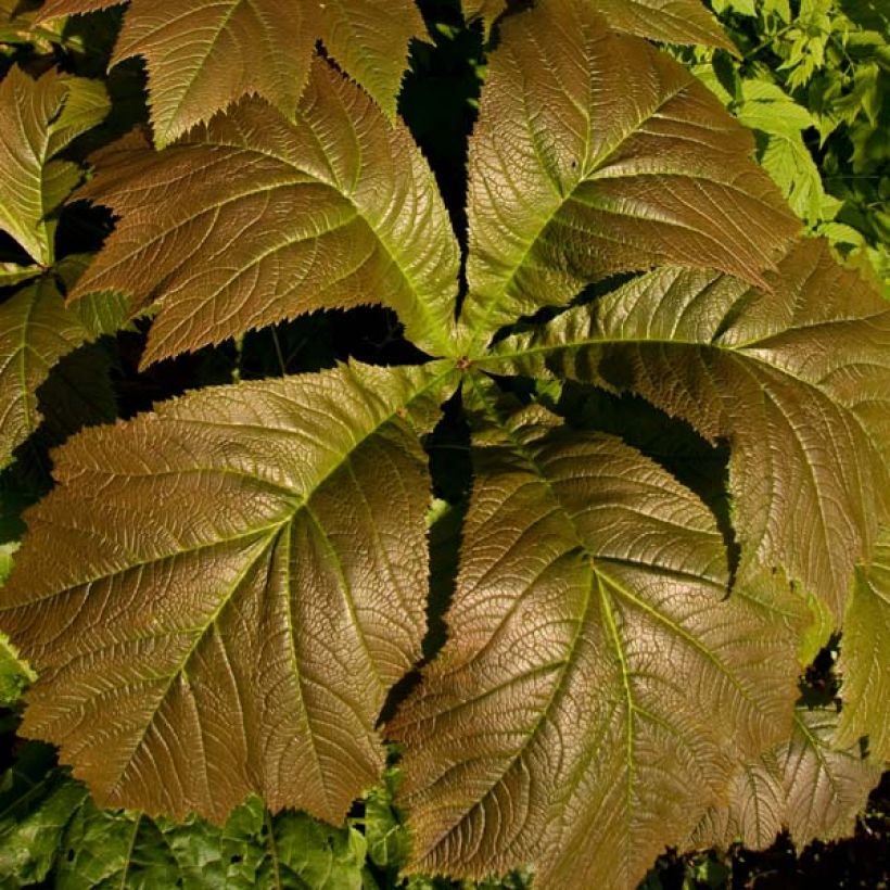 Rodgersia aesculifolia Irish Bronze - Schaublatt (Foliage)