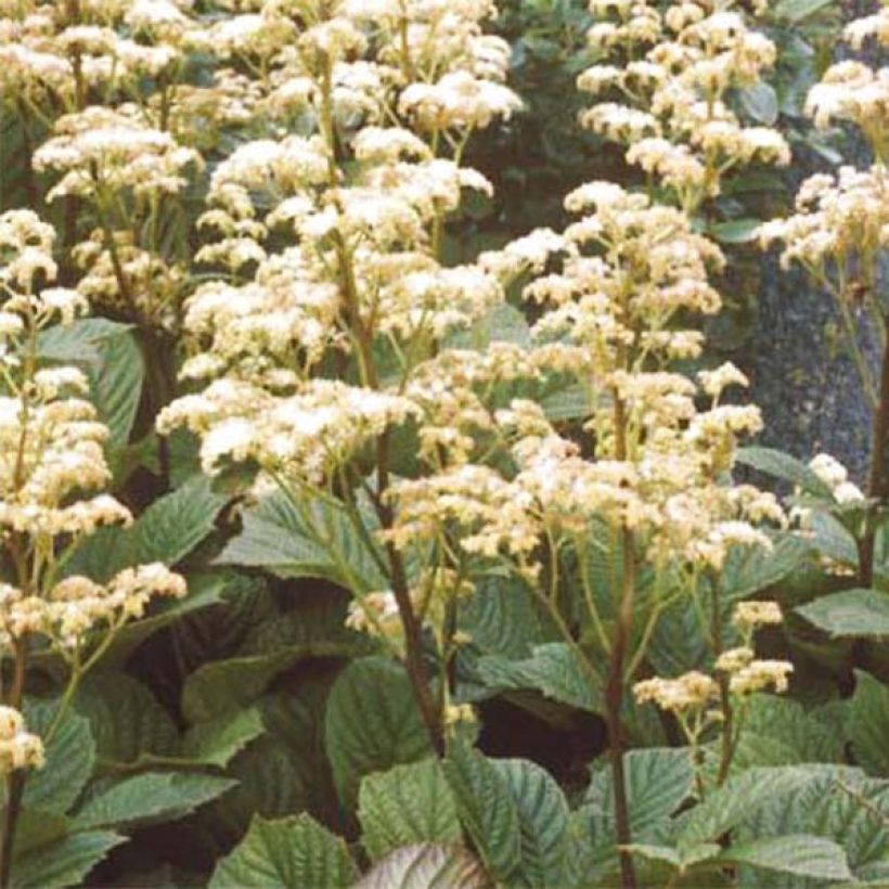 Rodgersia aesculifolia Irish Bronze - Schaublatt (Flowering)