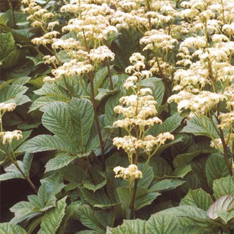 Rodgersia aesculifolia Irish Bronze - Schaublatt (Plant habit)