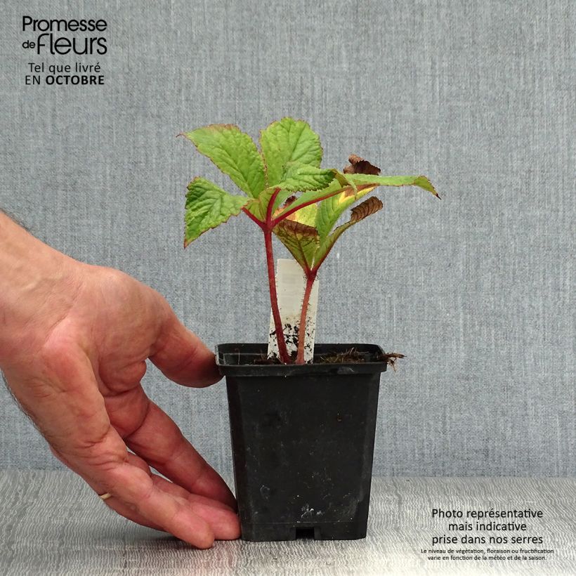 Example of Rodgersia pinnata Bronze Peacock - Schaublatt Kleine Töpfe von 8/9 cm as you get in automne