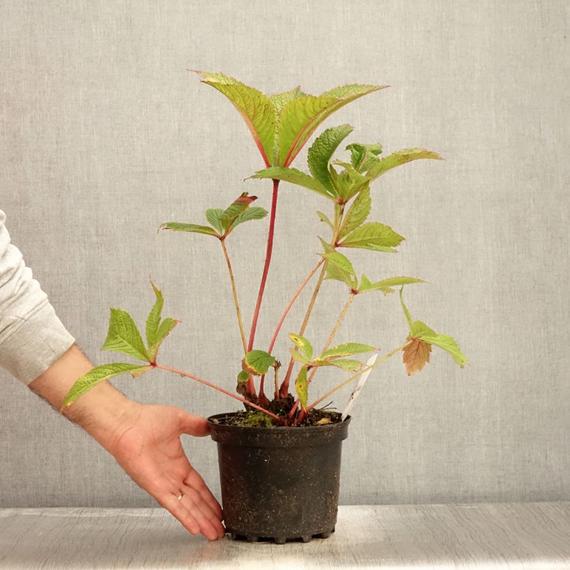 Example of Rodgersia pinnata Chocolate Wings - Schaublatt Topf mit 2L/3L as you get in automne