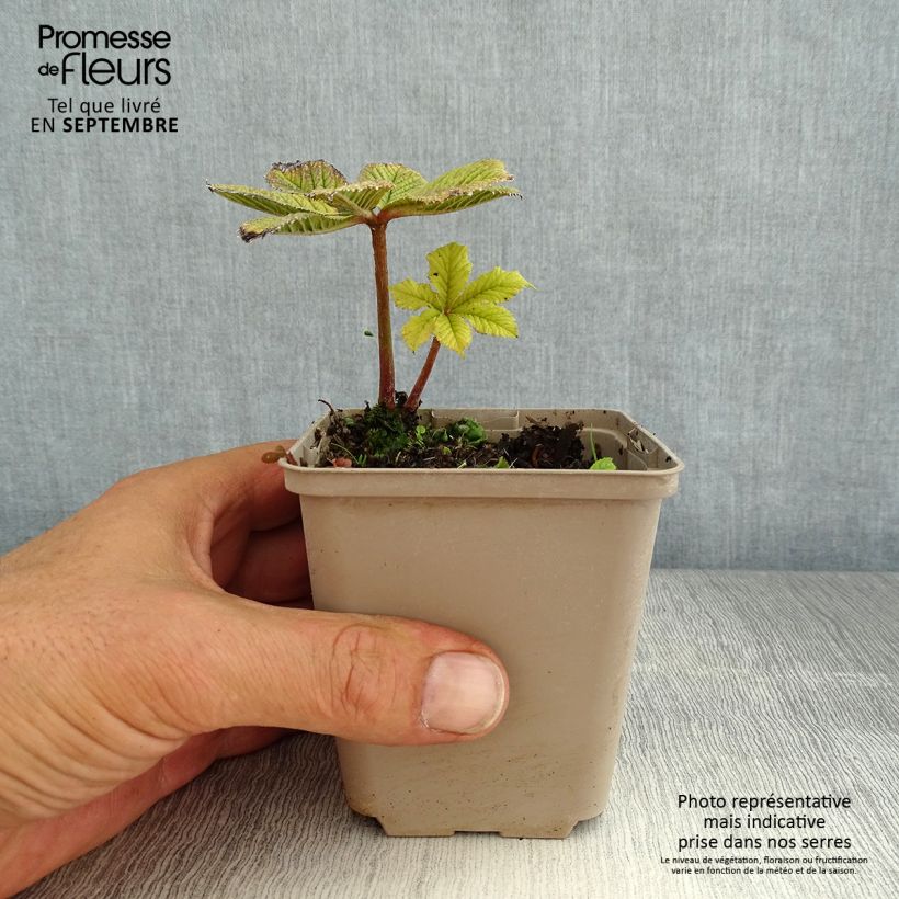 Example of Rodgersia pinnata Hercules - Schaublatt Kleine Töpfe von 8/9 cm as you get in ete