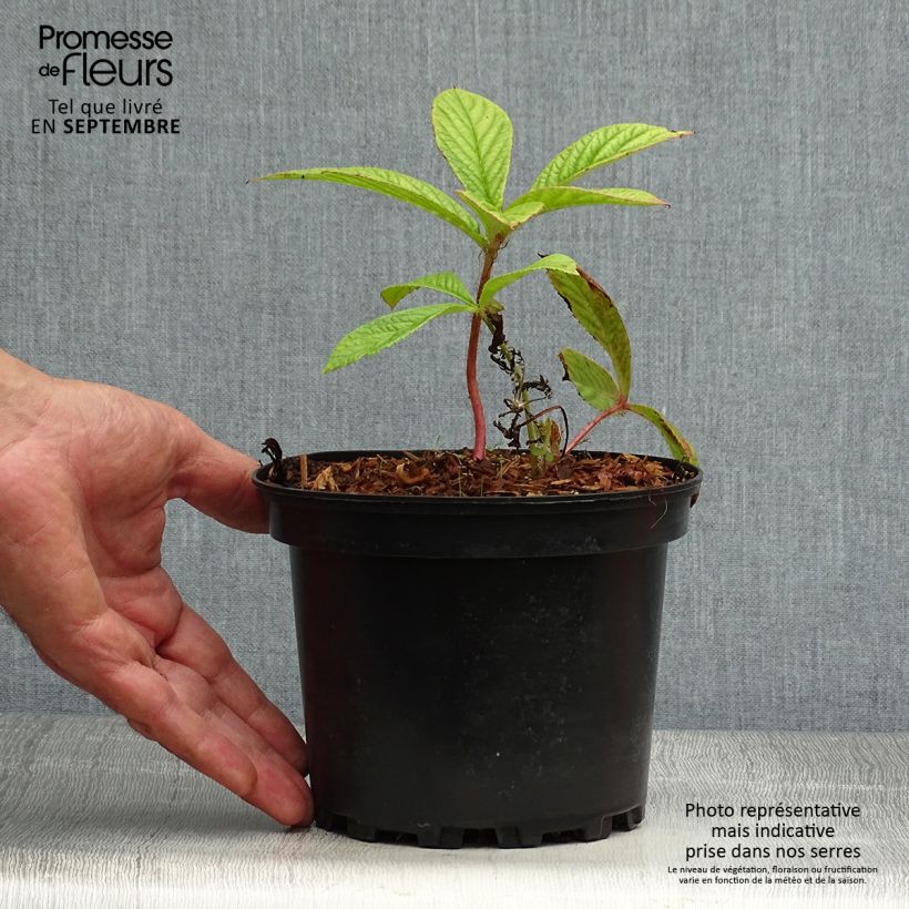 Example of Rodgersia pinnata - Schaublatt Topf mit 1,5L/2L as you get in automne
