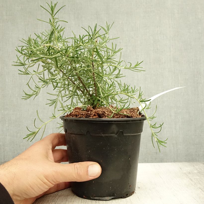 Example of Rosmarin Pointe du Raz - Rosmarinus officinalis Topf mit 1,5L/2L as you get in automne