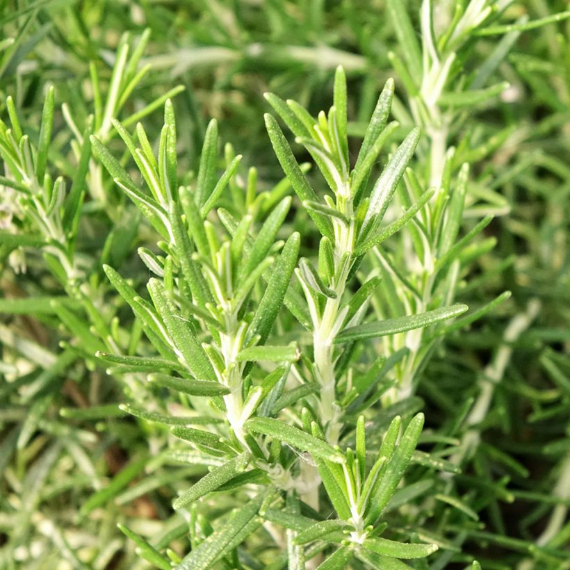 Rosmarin - Rosmarinus officinalis Pflanzen (Foliage)