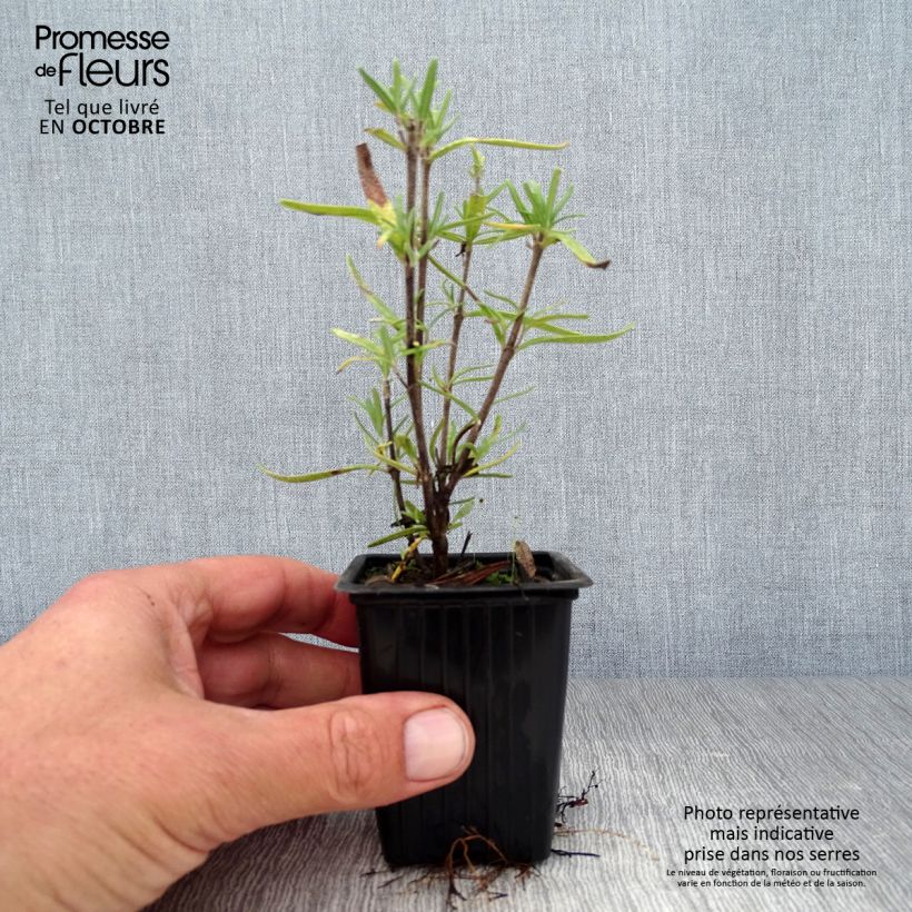 Example of Rosmarin - Rosmarinus officinalis Kleine Töpfe von 7/8 cm as you get in automne