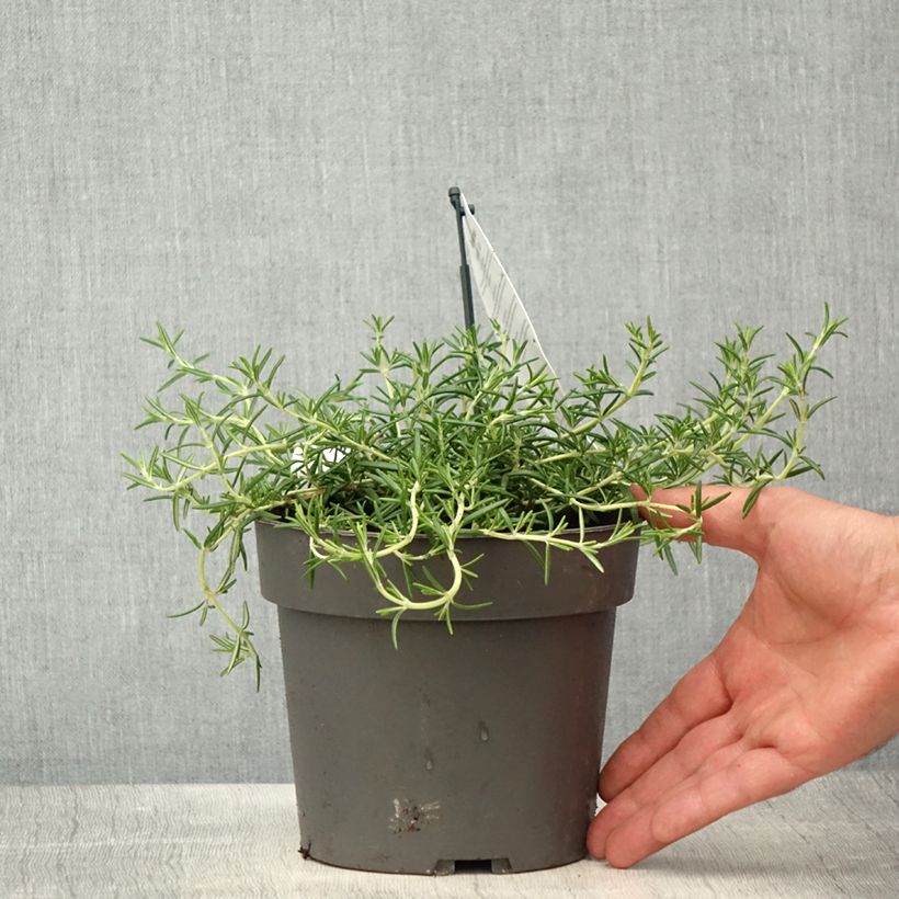 Exemplar von Rosmarin 'Capri' - Salvia rosmarinus Topf mit 2L/3L wie im Frühjahr geliefert