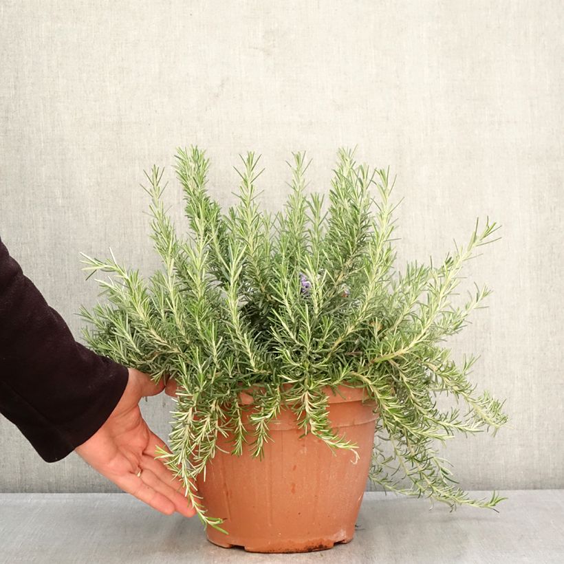 Exemplar von Rosmarin Prostratus - Rosmarinus officinalis Topf mit 3L/4L wie im Frühjahr geliefert
