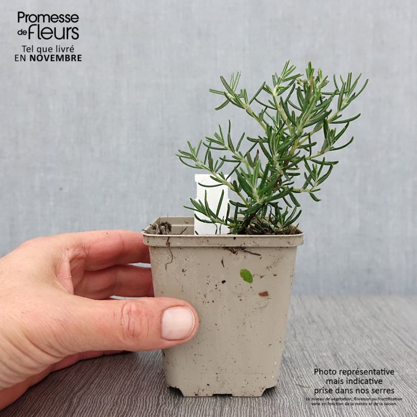 Example of Rosmarin Majorca Pink - Rosmarinus officinalis Kleine Töpfe von 8/9 cm as you get in automne