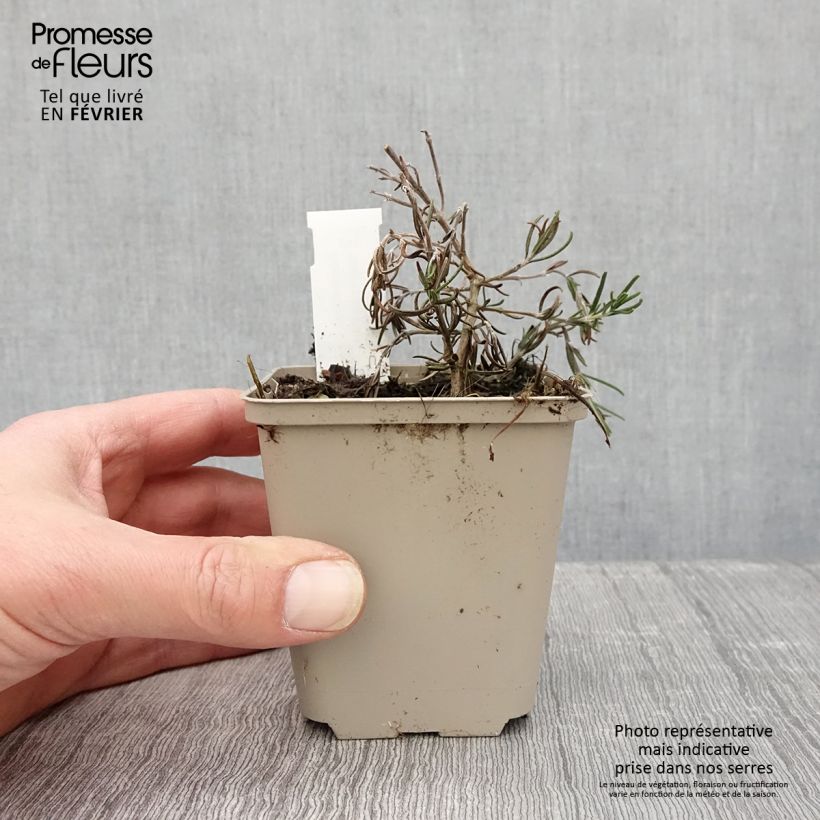 Exemplar von Rosmarin Majorca Pink - Rosmarinus officinalis Kleine Töpfe von 8/9 cm wie im Winter geliefert