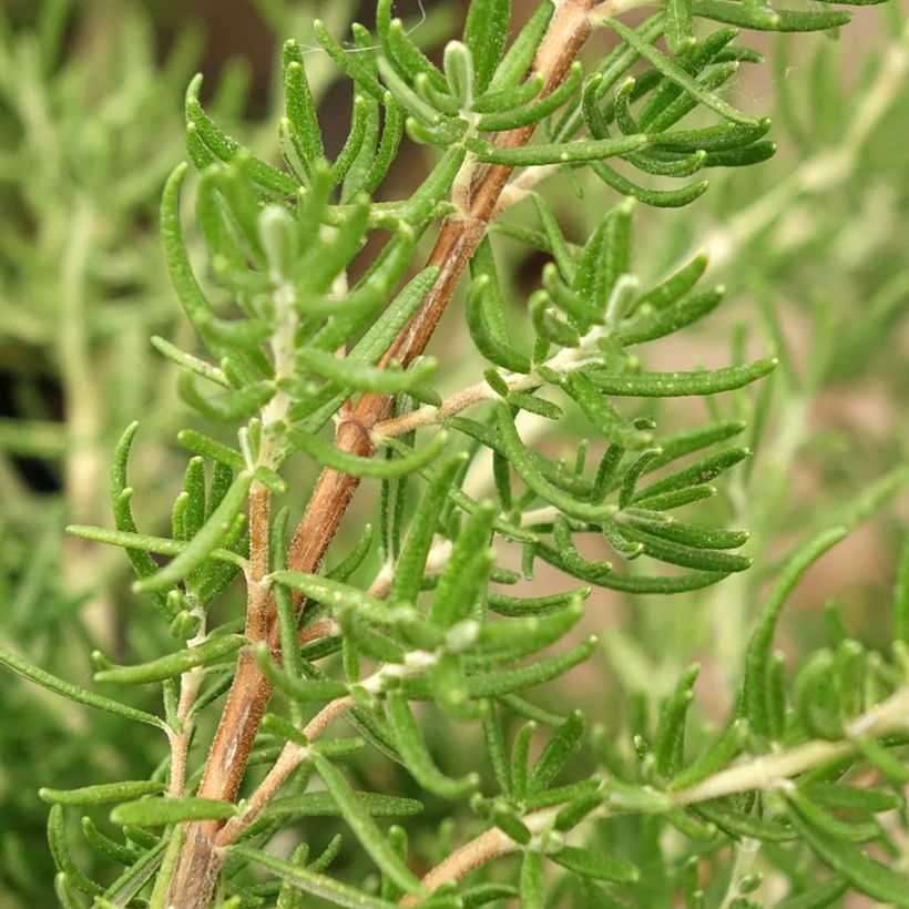 Rosmarin Majorca Pink - Rosmarinus officinalis (Foliage)