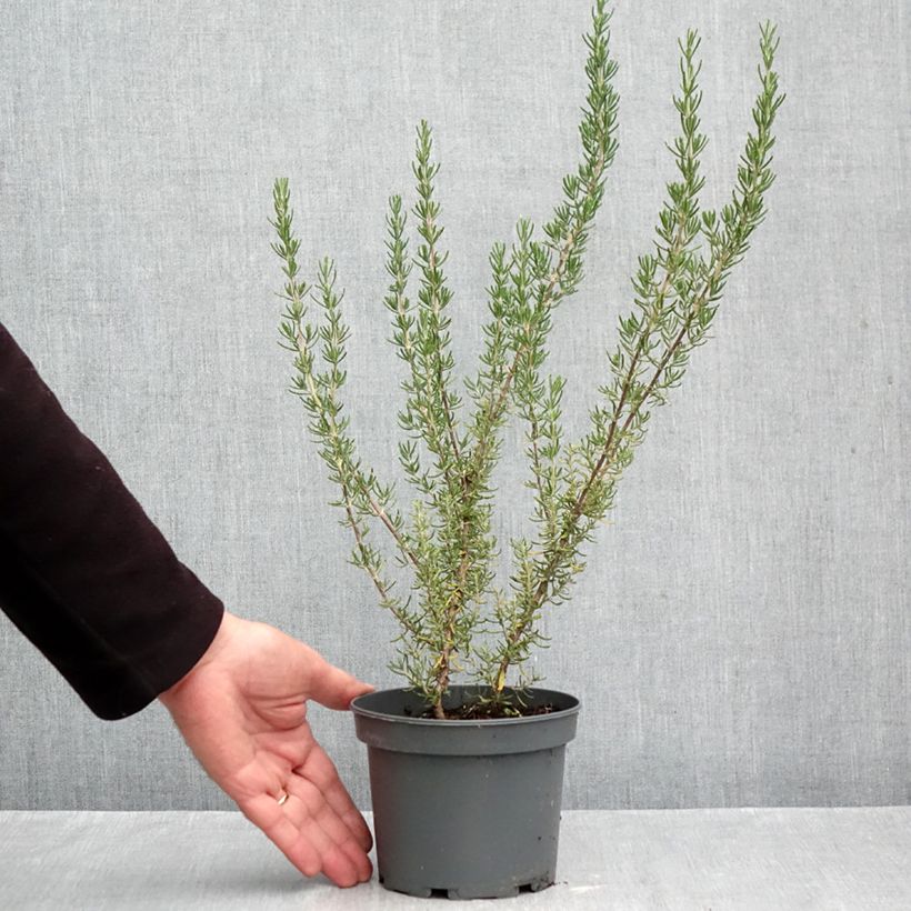 Exemplar von Rosmarin Majorca Pink - Rosmarinus officinalis Topf mit 1,5L/2L wie im Herbst geliefert