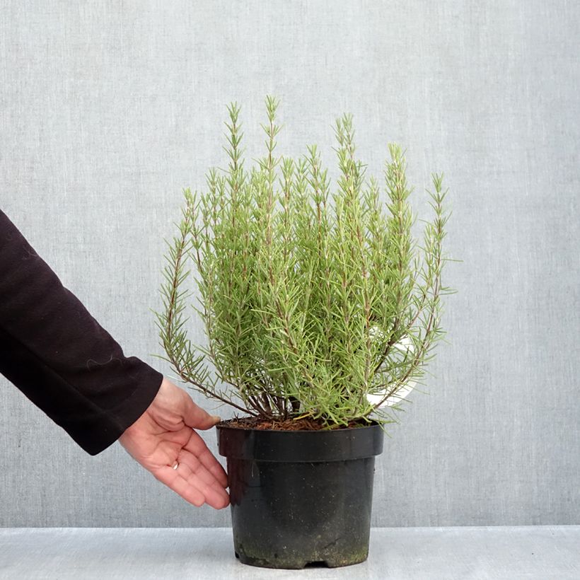 Exemplar von Rosmarin Miss Jessopps Upright - Rosmarinus officinalis Topf mit 3L/4L wie im Herbst geliefert