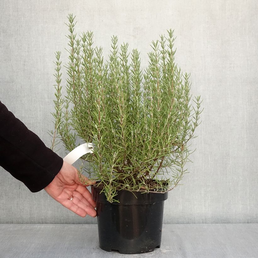 Exemplar von Rosmarin Miss Jessopps Upright - Rosmarinus officinalis Topf mit 3L/4L wie im Winter geliefert