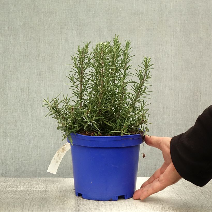 Example of Rosmarin Tuscan Blue - Rosmarinus officinalis Topf mit 3L/4L as you get in automne