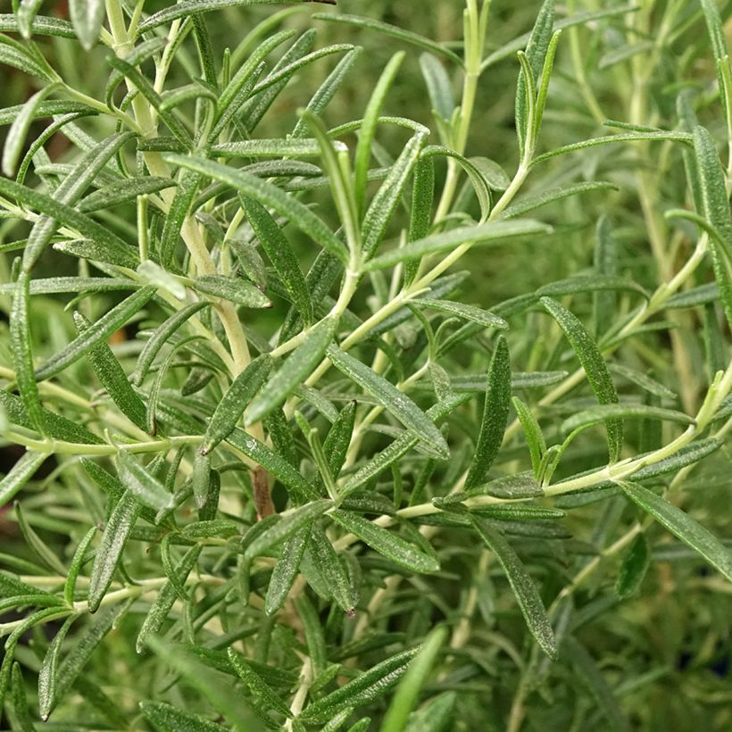 Rosmarin Tuscan Blue - Rosmarinus officinalis (Foliage)
