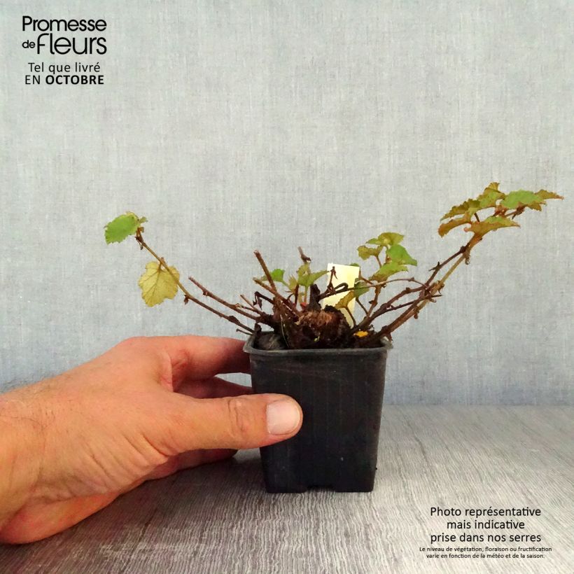 Example of Rubus tricolor Betty Ashburner - Dreifarbige Brombeere Kleine Töpfe von 8/9 cm as you get in automne