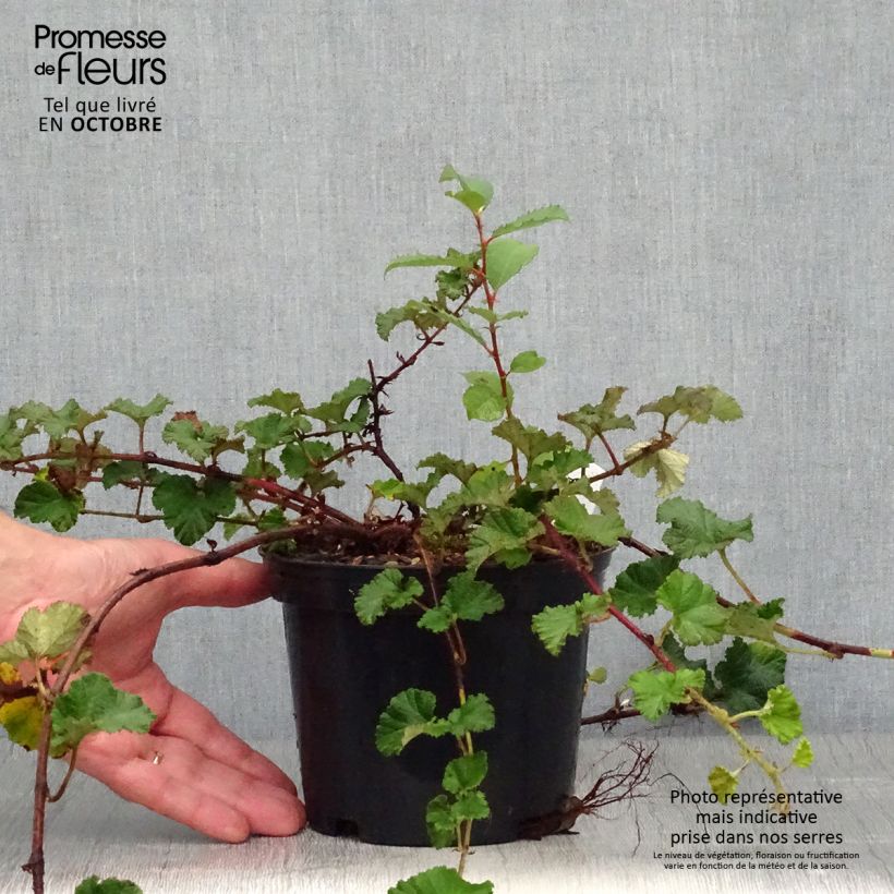 Example of Rubus tricolor Betty Ashburner - Dreifarbige Brombeere Topf mit 1,5L/2L as you get in automne