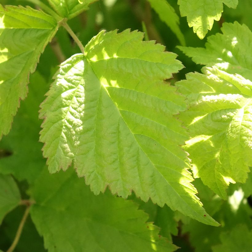 Rubus caesius - Kratzbeere (Foliage)
