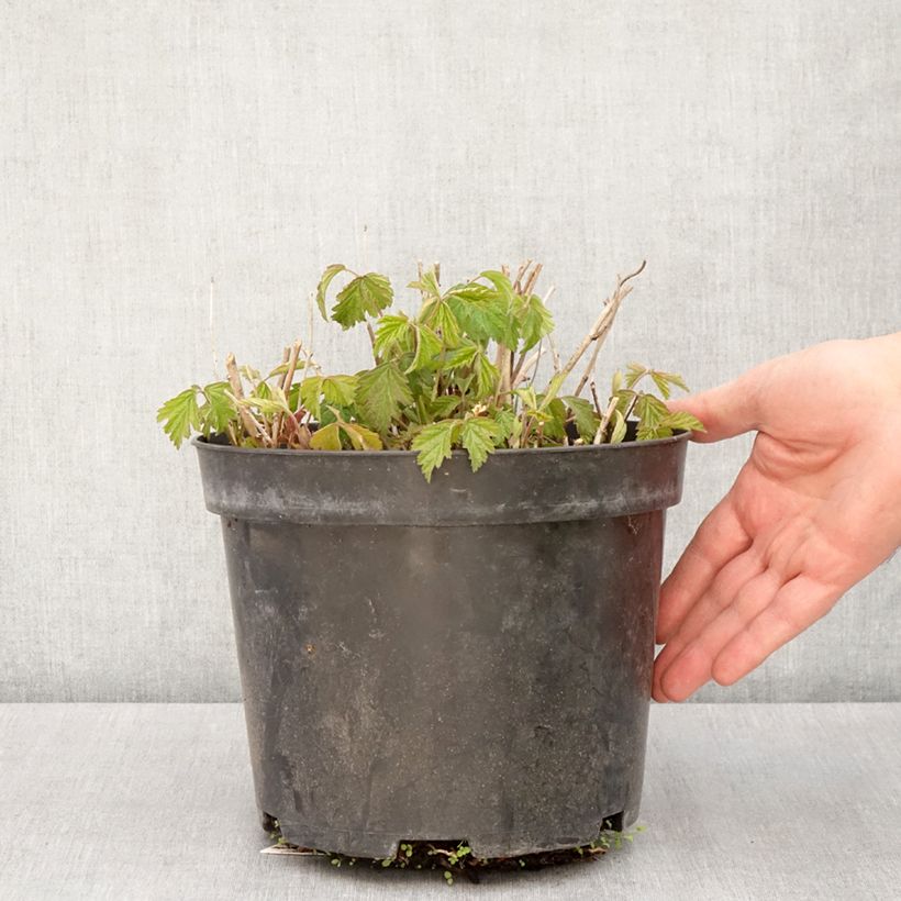 Exemplar von Rubus caesius - Kratzbeere Topf mit 4L/5L, Strauch/Busch, mehrstämmig wie im Frühjahr geliefert