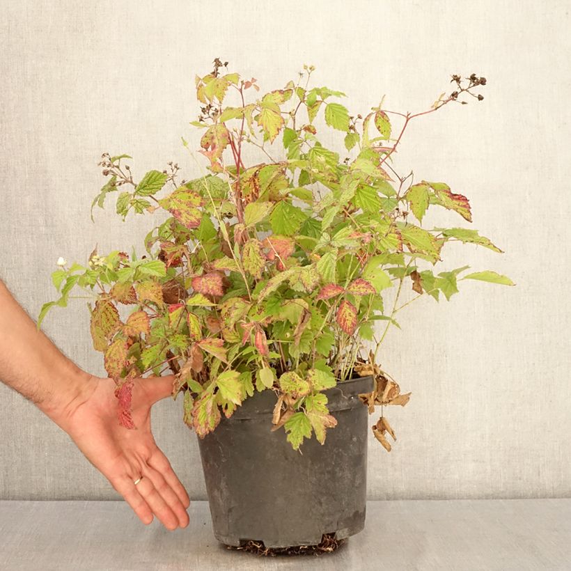 Example of Rubus caesius - Kratzbeere Topf mit 4L/5L, Strauch/Busch, mehrstämmig as you get in ete