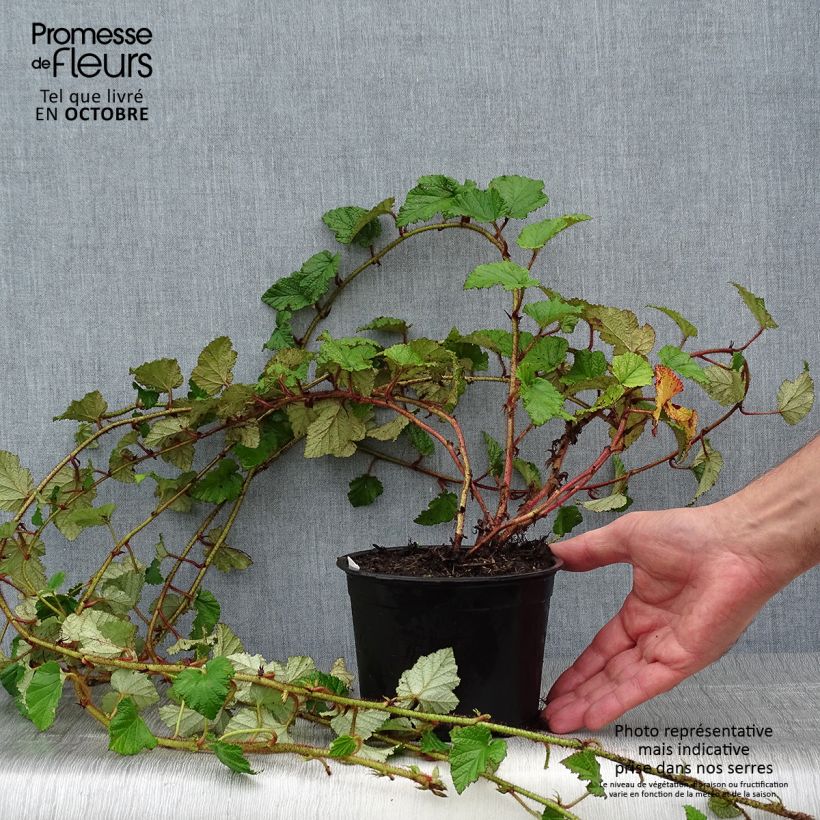 Example of Rubus tricolor - Dreifarbige Brombeere Topf mit 1L/1,5L as you get in automne
