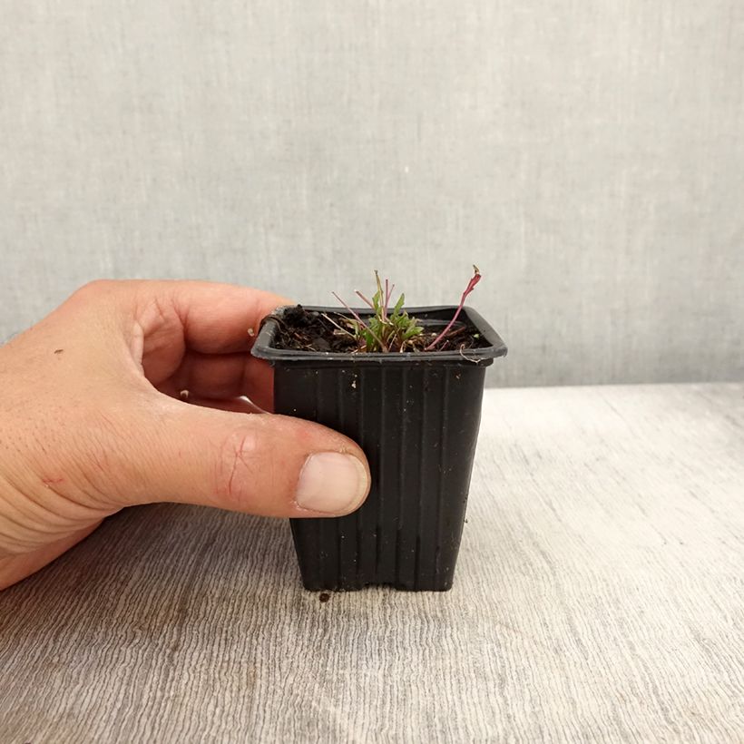 Example of Raukenähnlicher Doppelsame Bio - Diplotaxis erucoides Kleine Töpfe von 8/9 cm as you get in automne