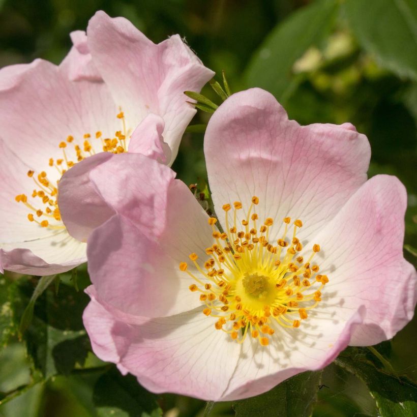 Rosa canina - Hunds-Rose (Flowering)