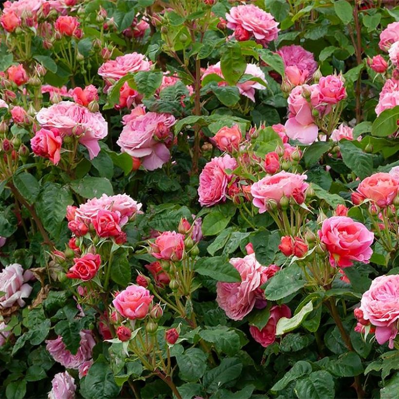 Rosa Pick'n Go Mattmag - Beetrose (Plant habit)