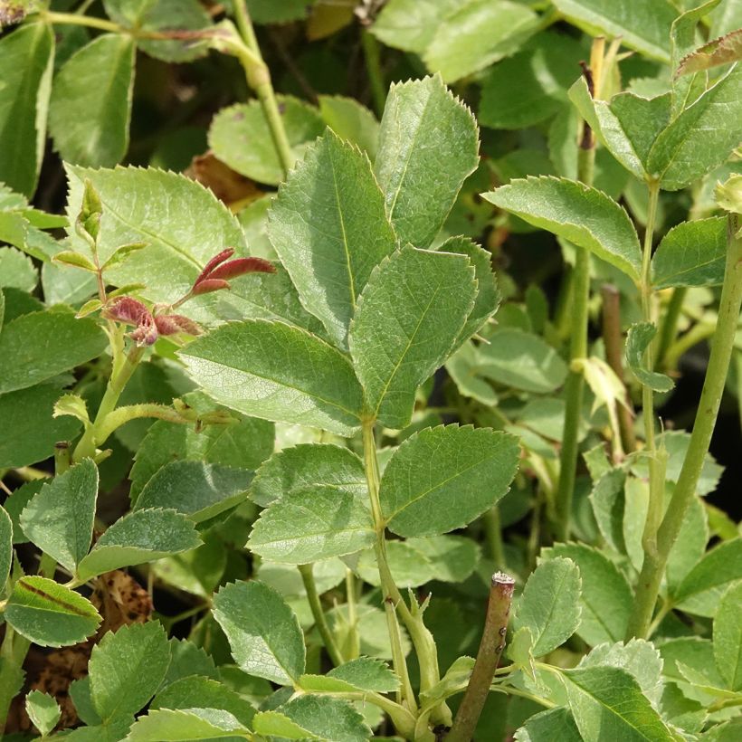 Rosa Golden Border - Beetrose (Laub)