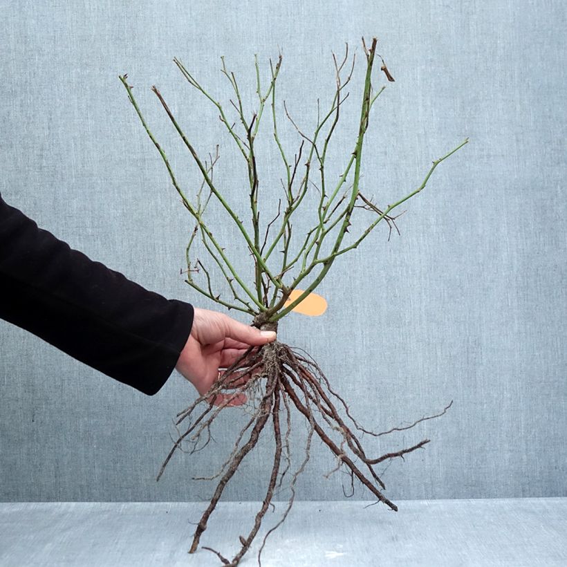 Exemplar von Rosa Lavender Meidiland (Louis Blériot) - Beetrose Wurzelnackt wie im Winter geliefert