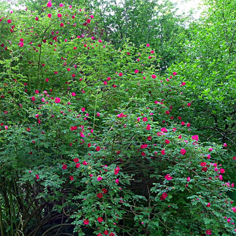 Rosa moyesii Geranium - Mandarin-Rose (Plant habit)