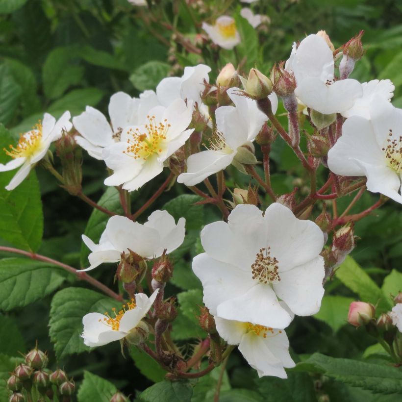 Rosa multiflora - Vielblütige Rose (Flowering)