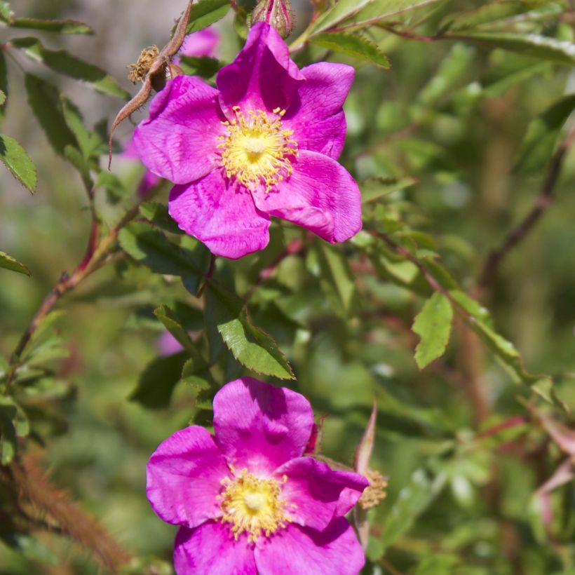 Rosa nitida - Glänz-Rose (Flowering)